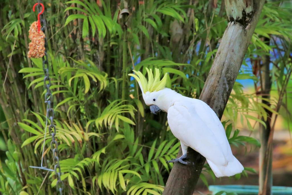 Big4 Whitsundays Tropical Eco Resort Airlie Beach Kültér fotó